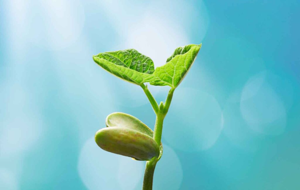 Plant Phenotyping