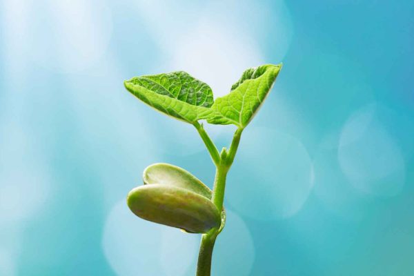 Plant Phenotyping2