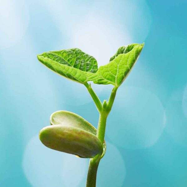 Plant Phenotyping2
