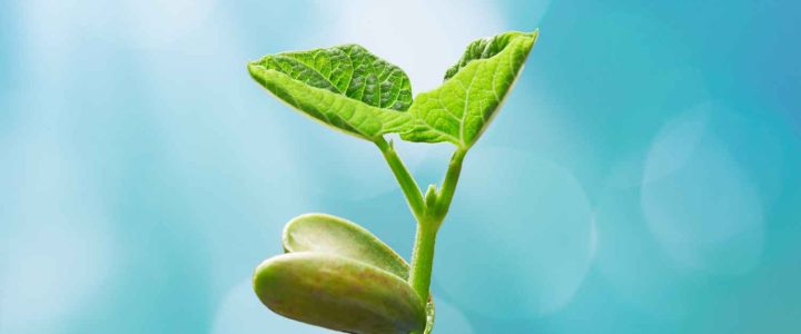 Plant Phenotyping2